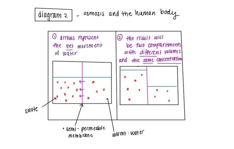 osmosis example 2
