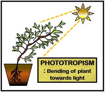 homeostasis in plants