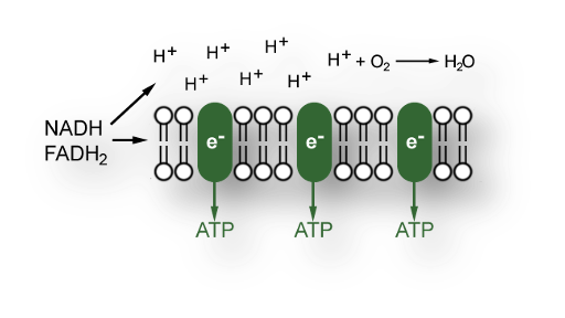 The Electron Transport Chain 
