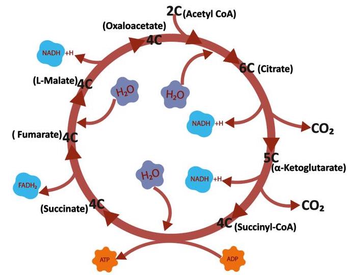 The Tricarboxylic Acid Cycle