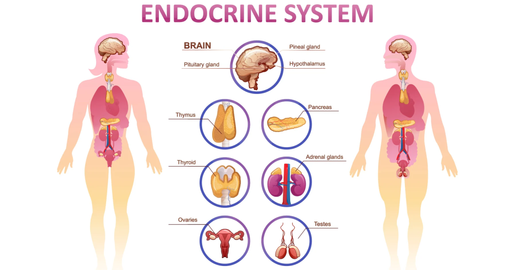 endocrine system