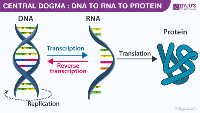 DNA to RNA to Protein