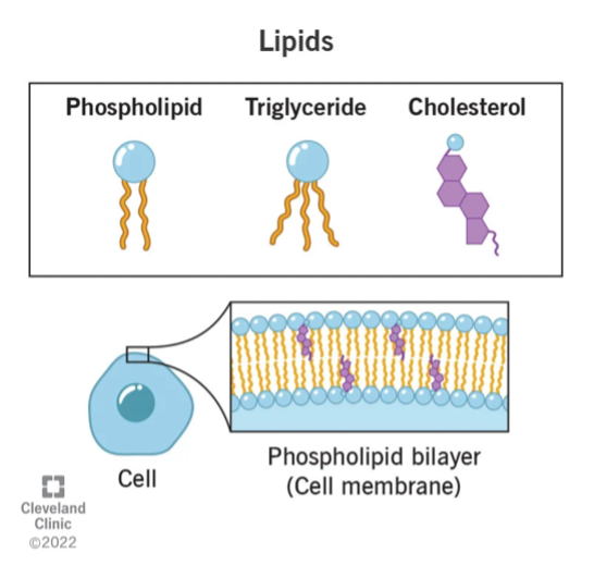 lipids