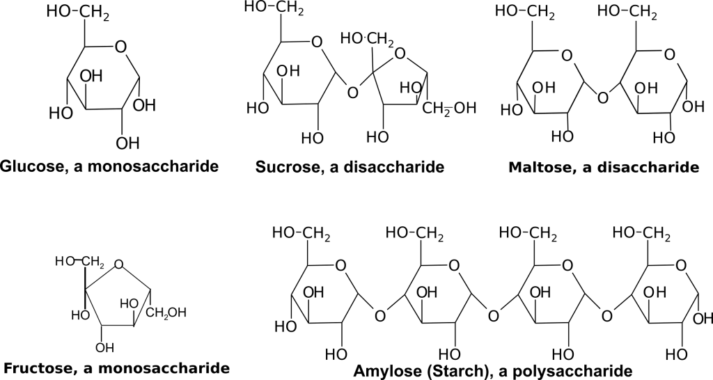 Carbohydrates