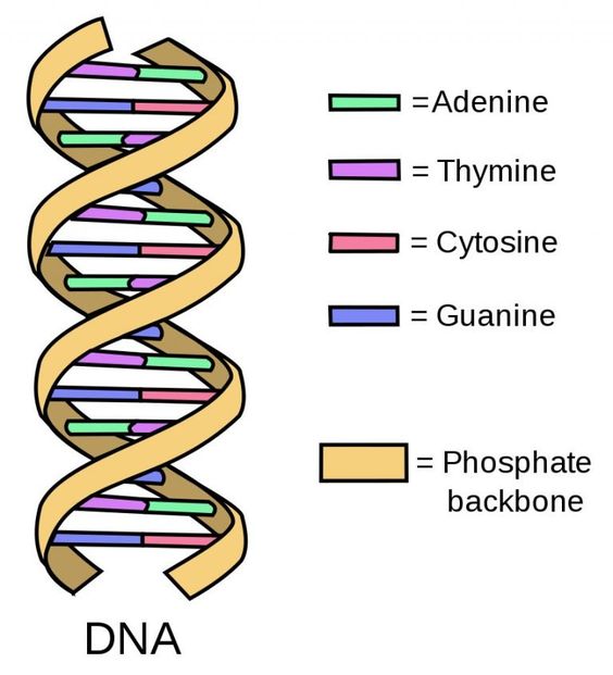 DNA Structure