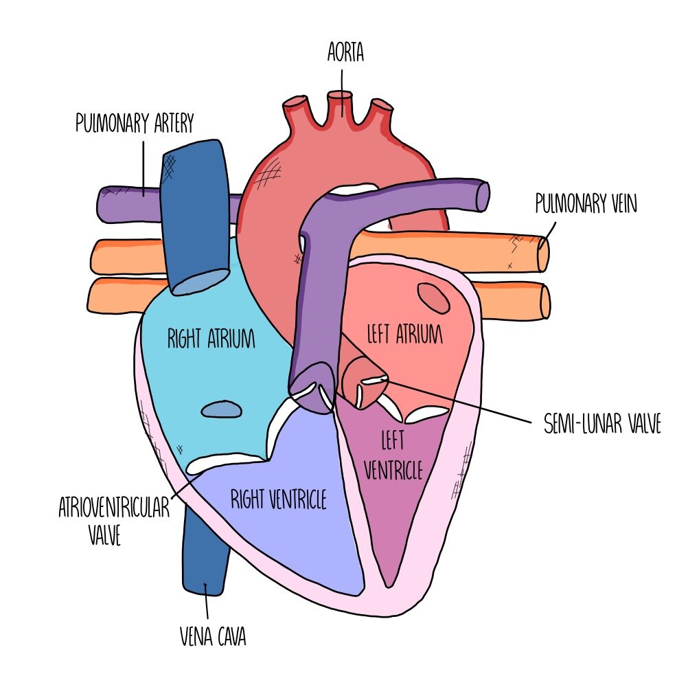 cardiovascular anatomy