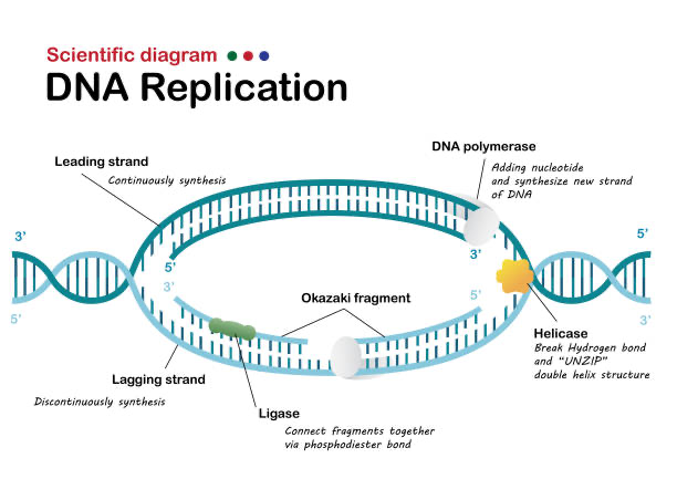 DNA Replication Process