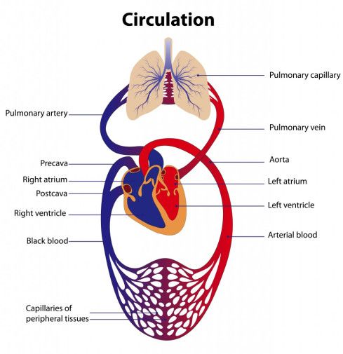 the cardiovascular system