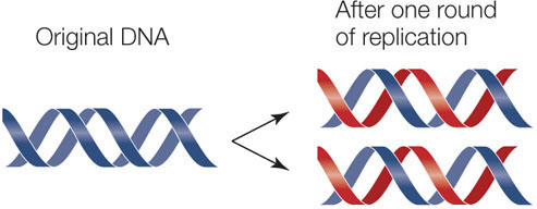 DNA Replication