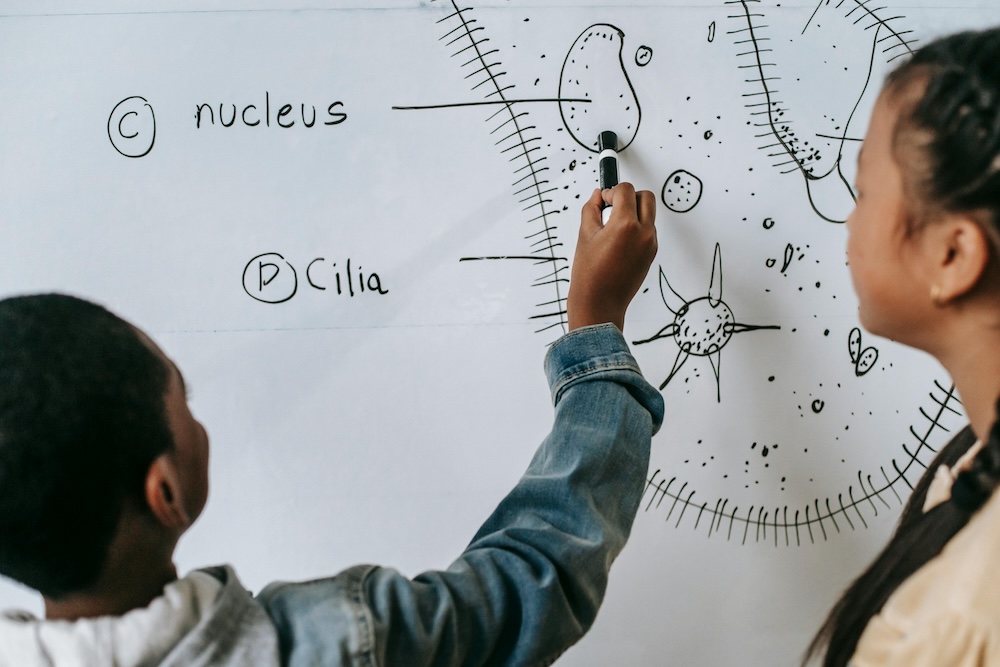 cell structure help